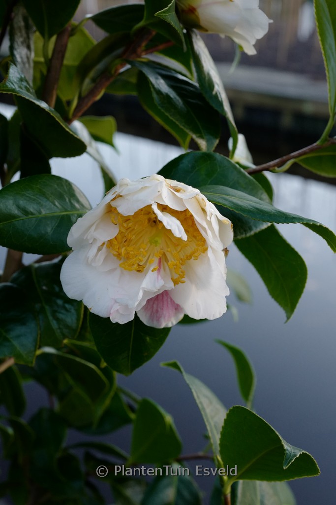Camellia ‘Scented Sun’
