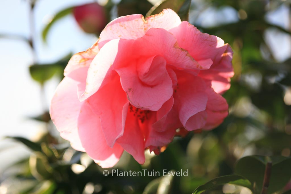 Camellia ‘Spring Frill’