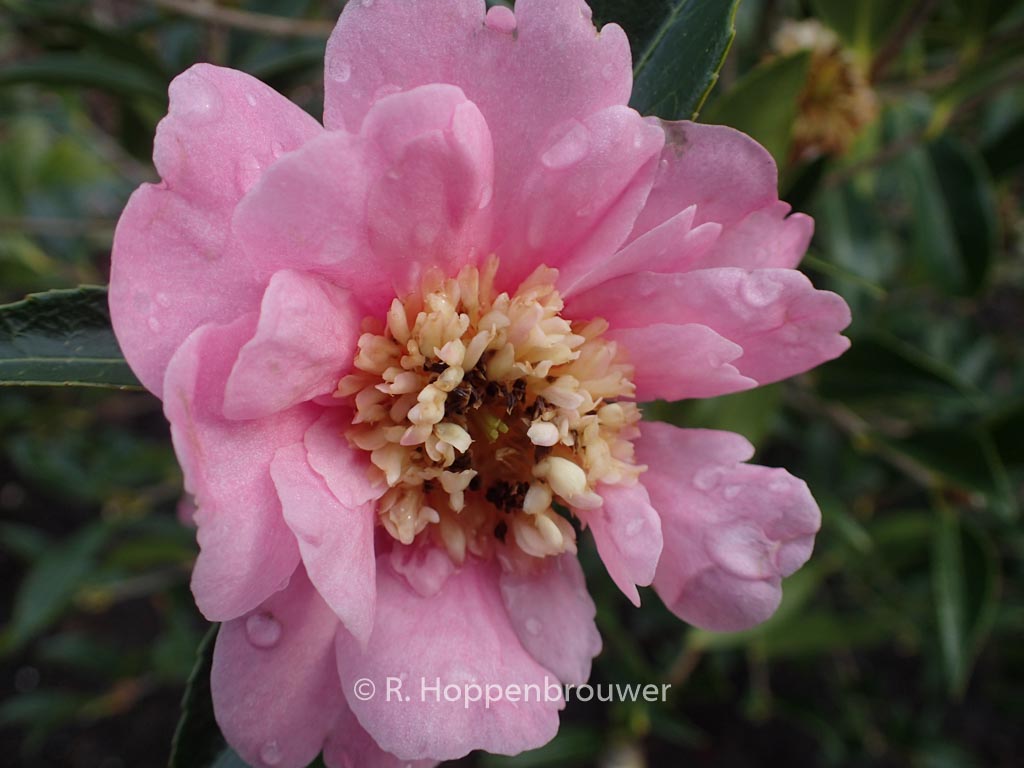 Camellia ‘Sugar Dream’