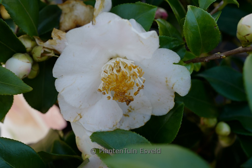 Camellia ‘Winter Perfume Pearl’