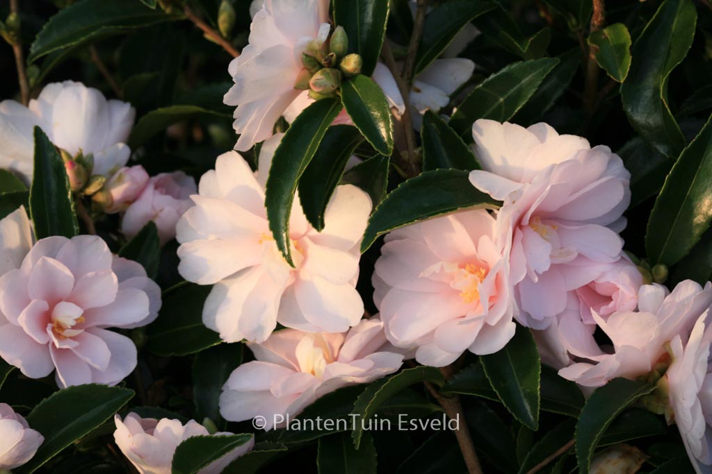Camellia ‘Winter’s Rose’