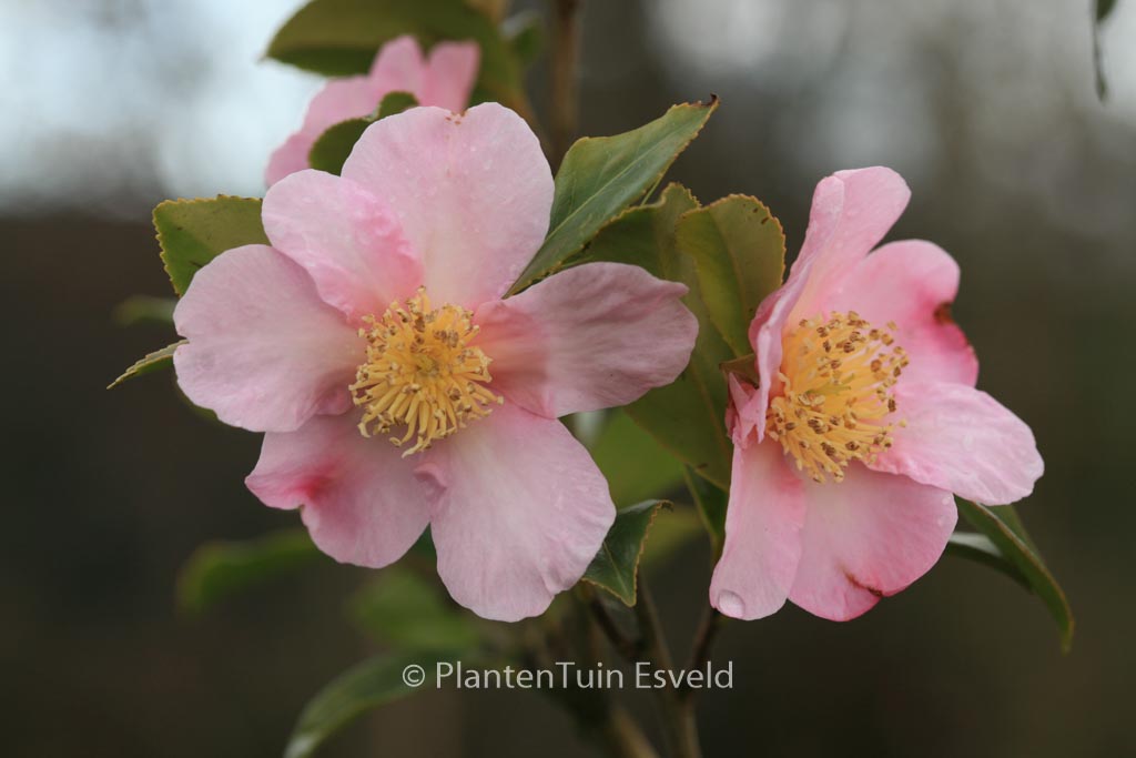 Camellia ‘Winter’s Star’