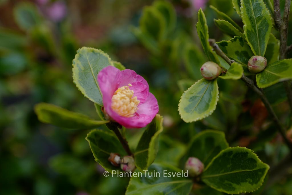 Camellia ‘Winter’s Sunset’