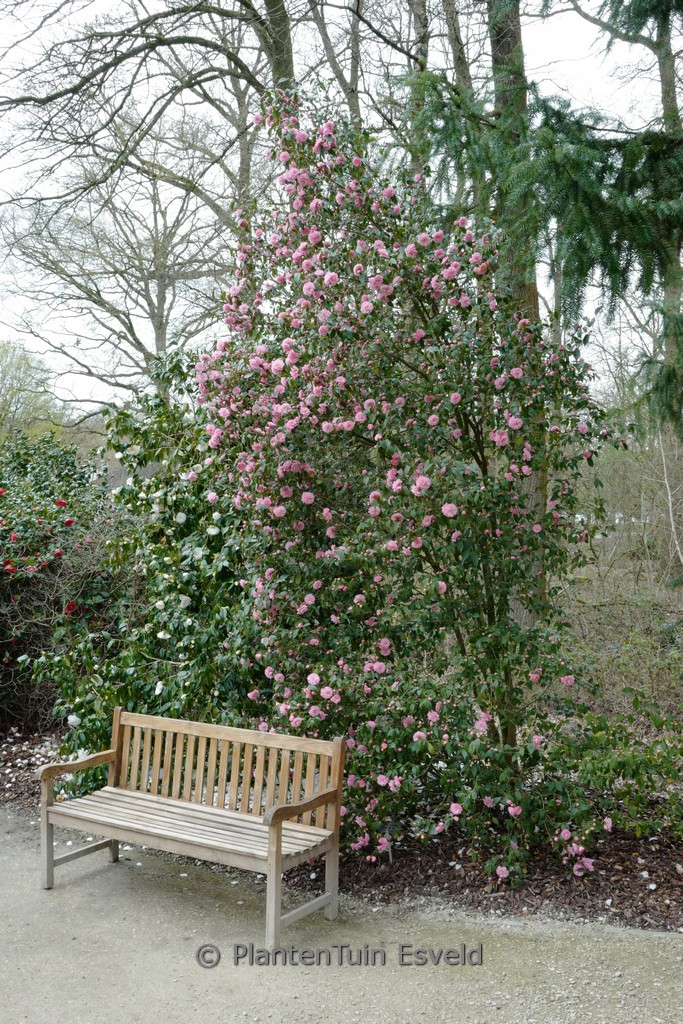 Camellia cuspidata ‘Spring Festival’