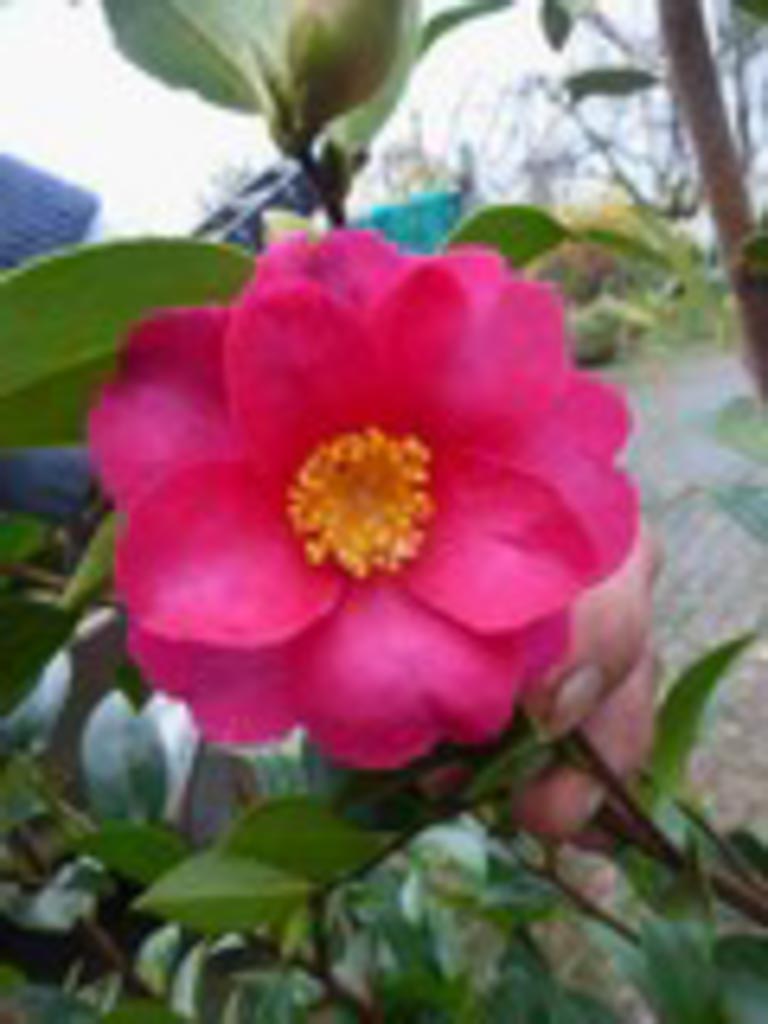 Camellia hiemalis ‘Kanjiro’