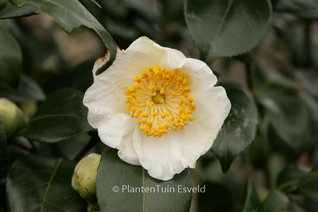 Camellia japonica ‘Alba Simplex’