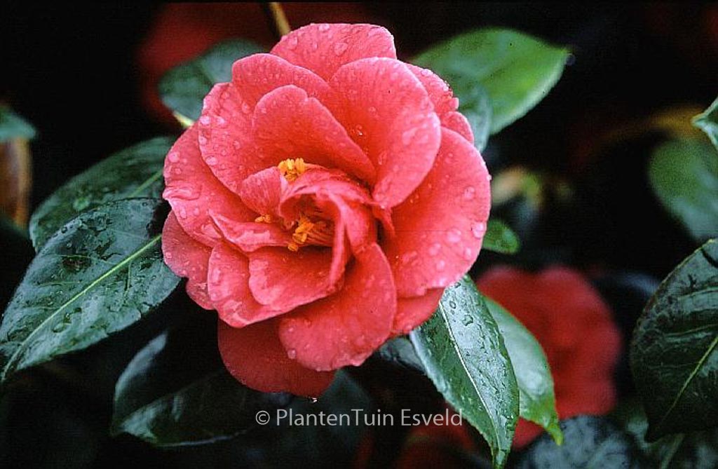 Camellia japonica ‘Apollo’