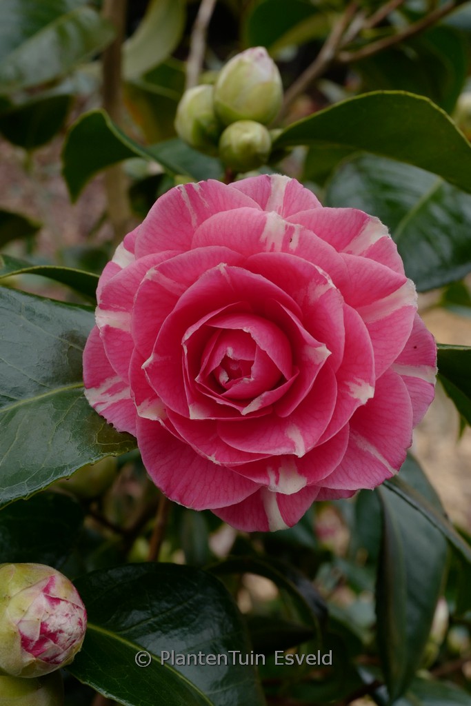 Camellia japonica ‘April Rose’