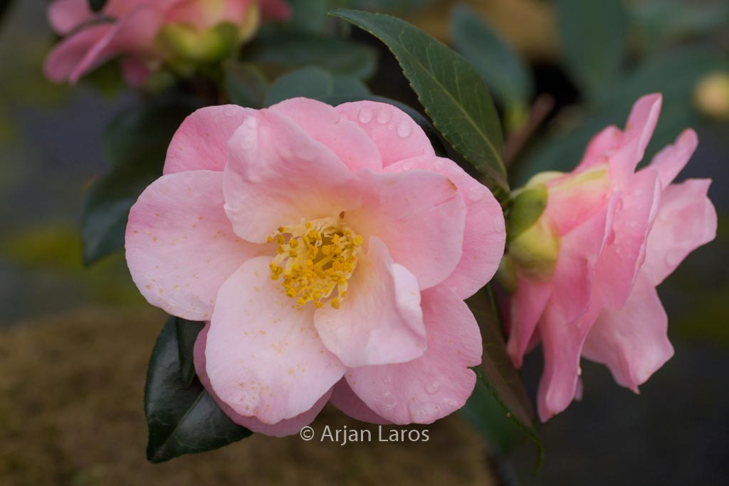 Camellia japonica ‘Berenice Boddy’