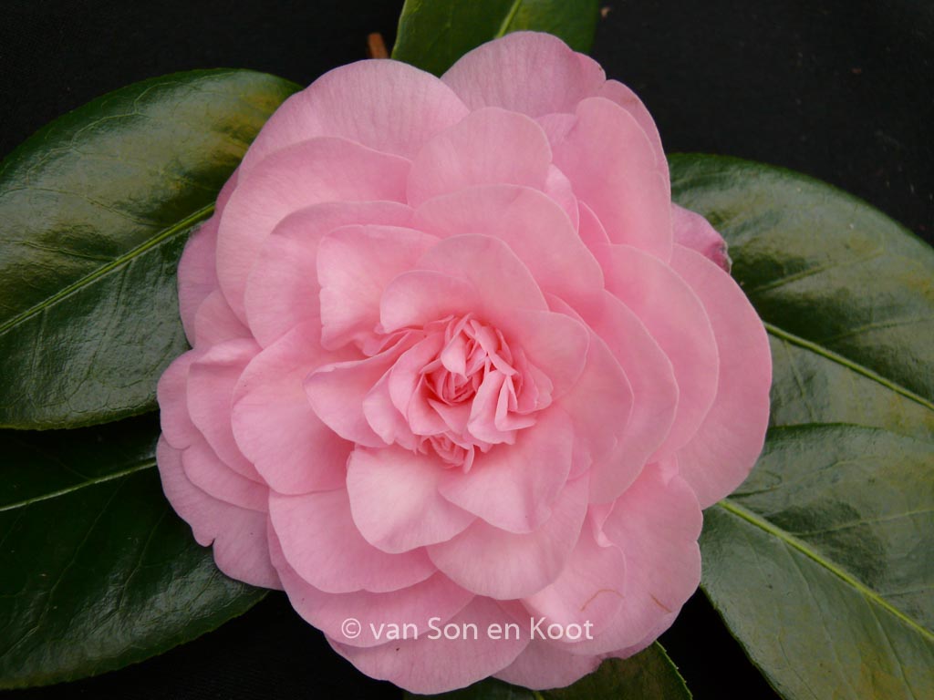 Camellia japonica ‘Betty Ridley’