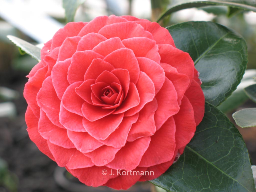 Camellia japonica ‘Black Lace’