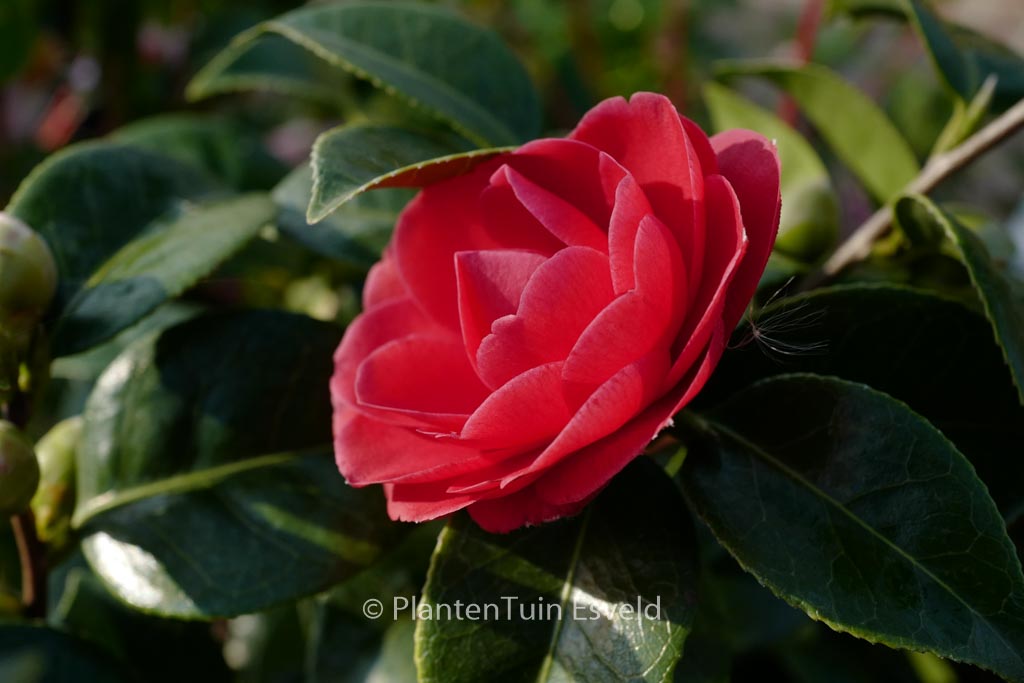 Camellia japonica ‘Black Tie’