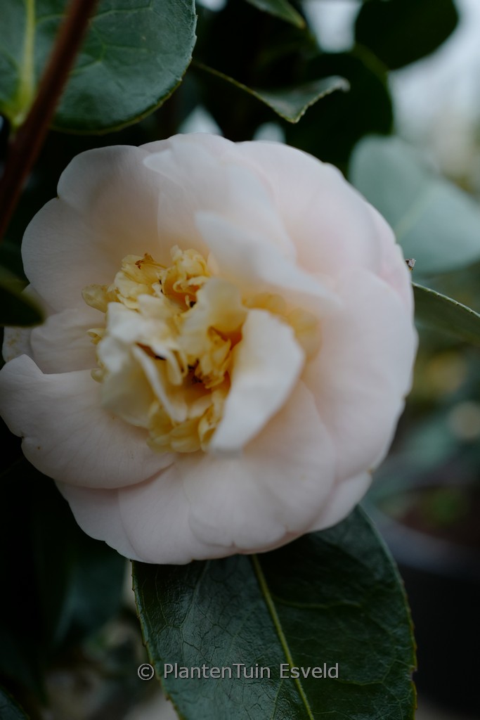 Camellia japonica ‘Botanyuki’