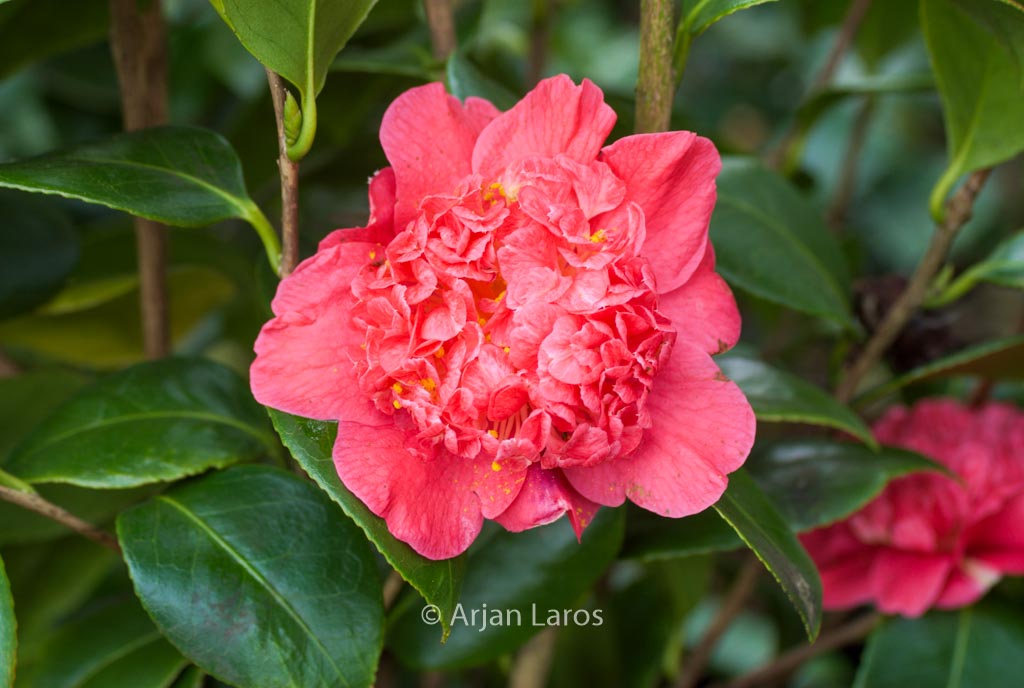 Camellia japonica ‘Cardinal’s Cap’