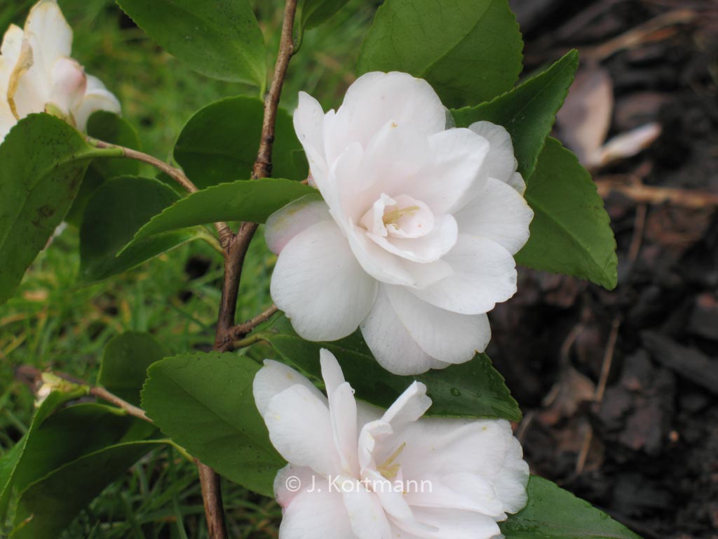 Camellia japonica ‘Cinnamon Cindy’