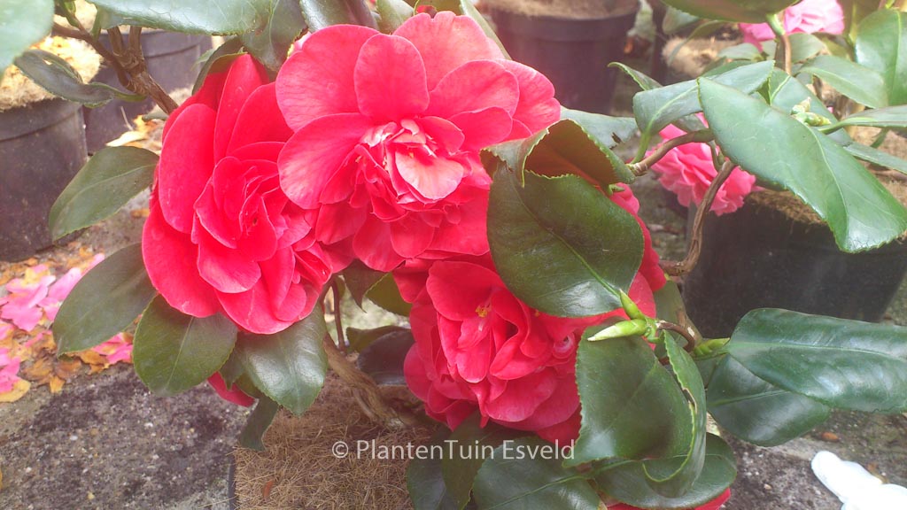 Camellia japonica ‘Curly Lady’