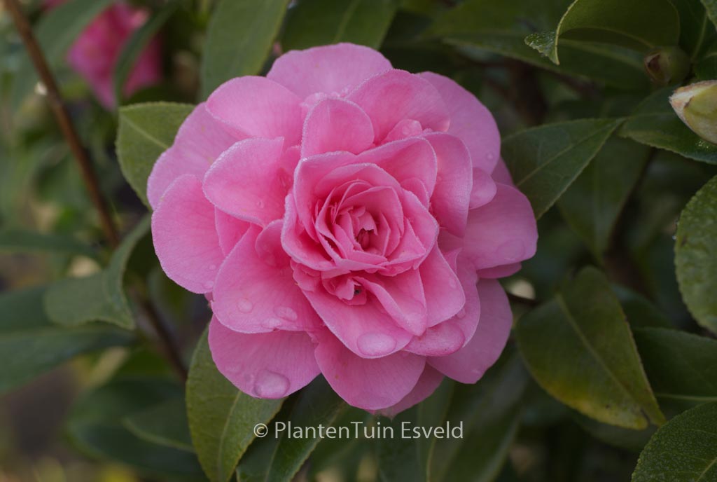 Camellia japonica ‘Debbie’