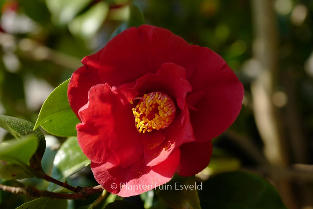 Camellia japonica ‘Dr. Burnside’