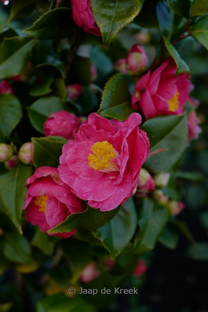 Camellia japonica ‘Dr. King’