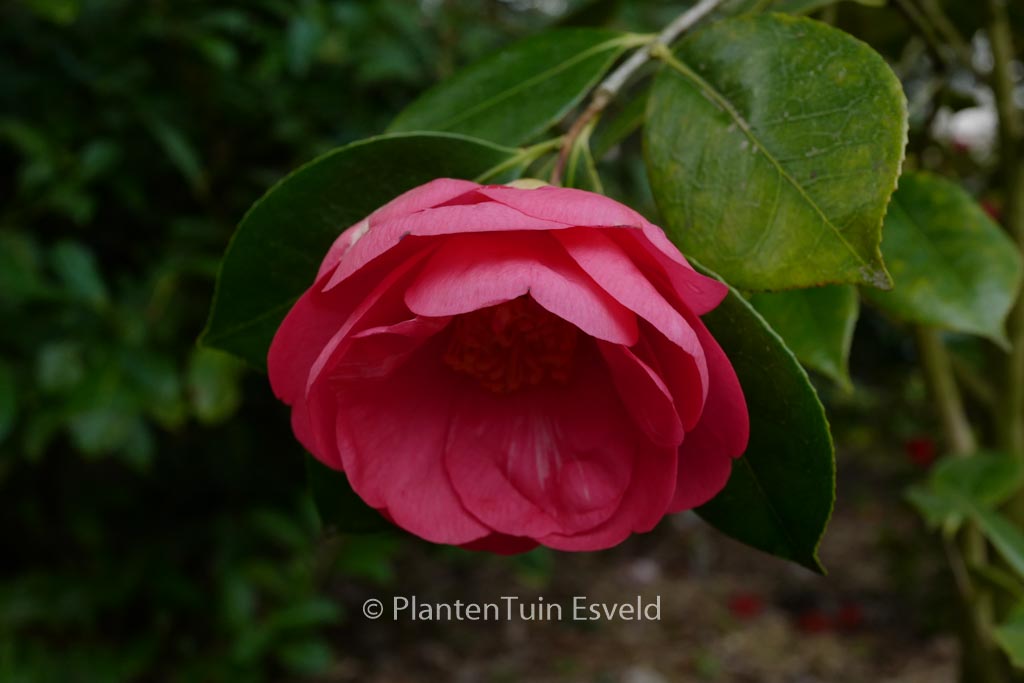 Camellia japonica ‘Drama Girl’