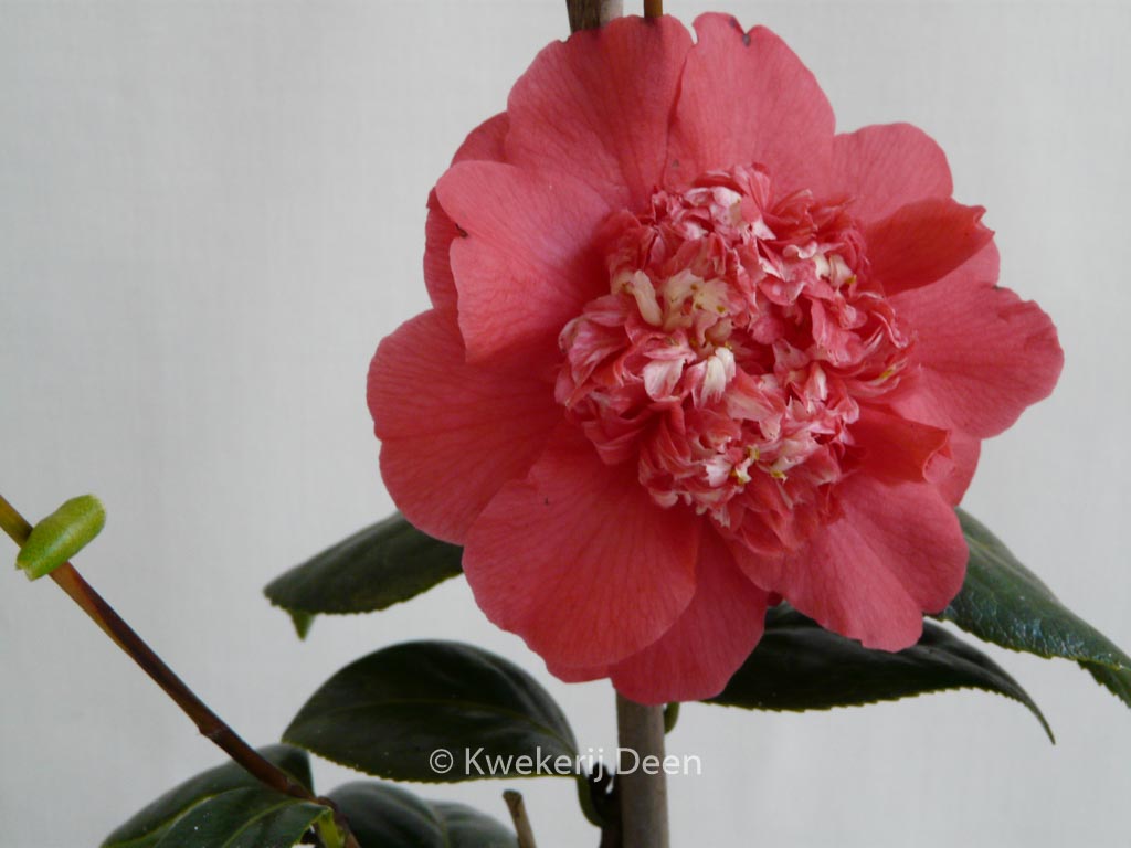 Camellia japonica ‘Fire ‘n Ice’