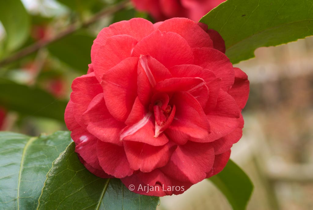Camellia japonica ‘Fleur Dipater’