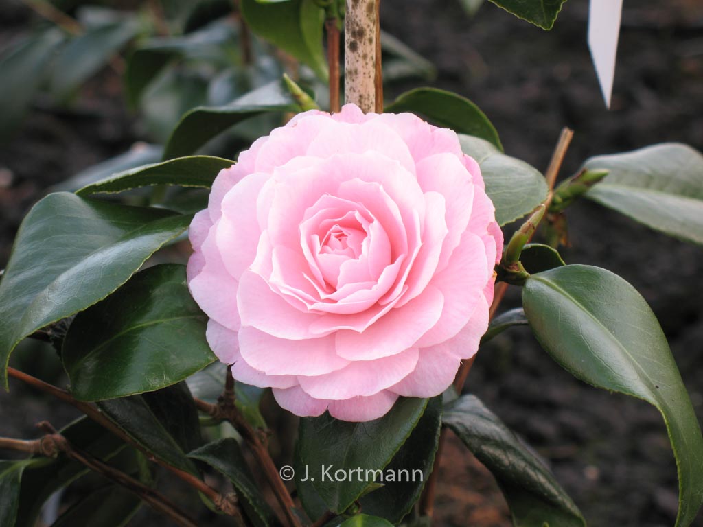 Camellia japonica ‘Happy Holidays’