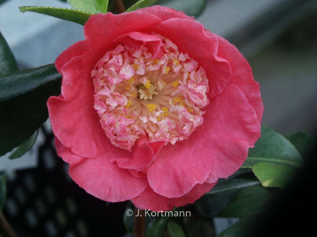 Camellia japonica ‘Hi-no-tsuri’