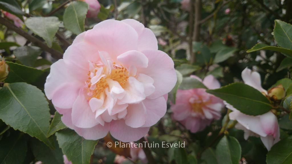 Camellia japonica ‘High Fragrance’