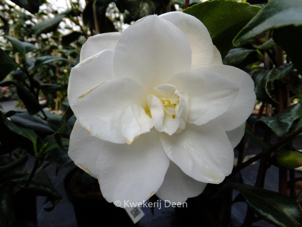 Camellia japonica ‘Hime-shirayuki’