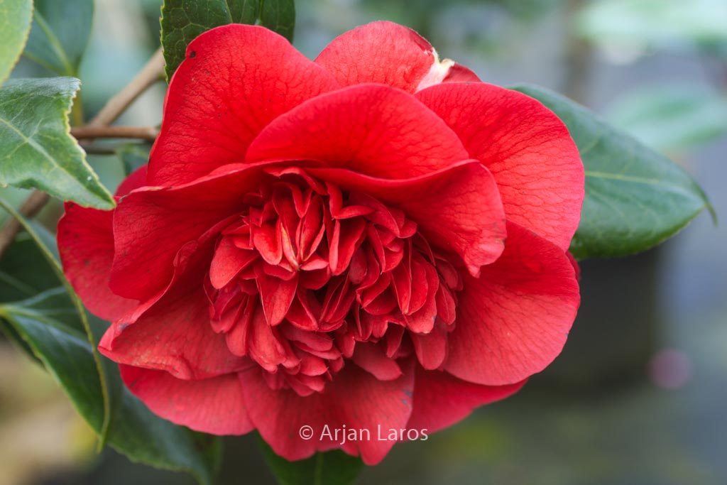 Camellia japonica ‘John Tooby’