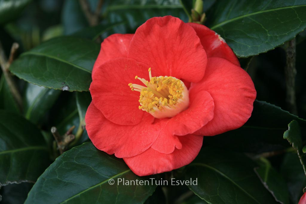 Camellia japonica ‘Jupiter’