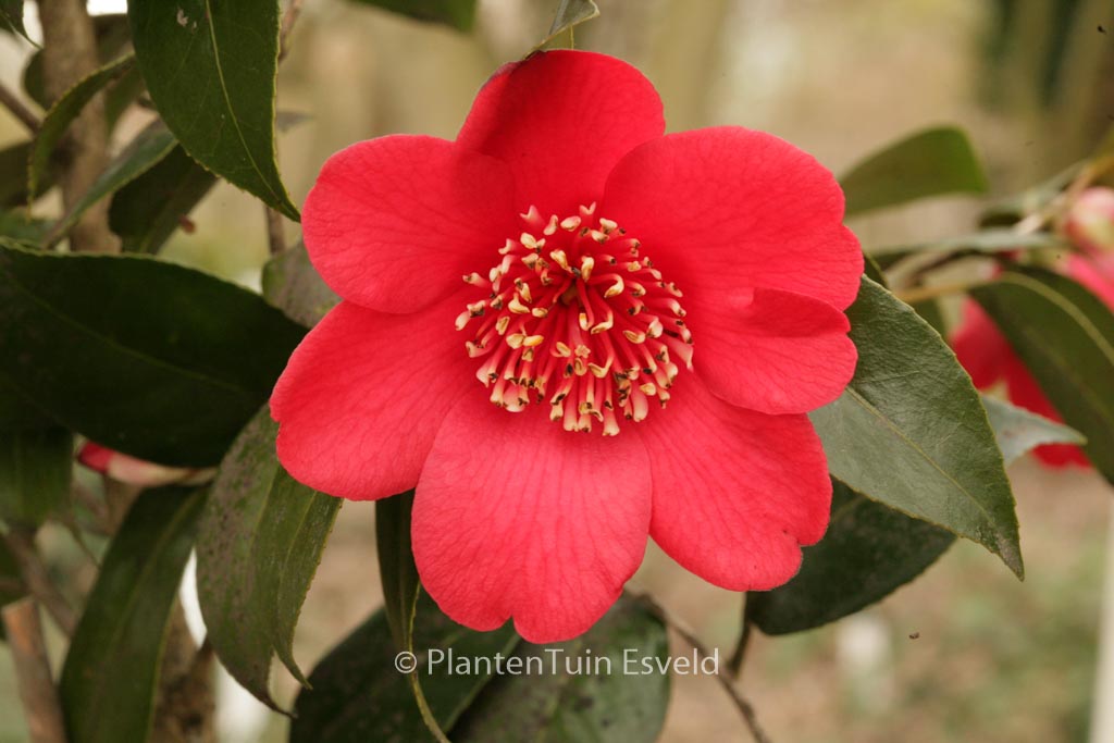 Camellia japonica ‘Kimberley’