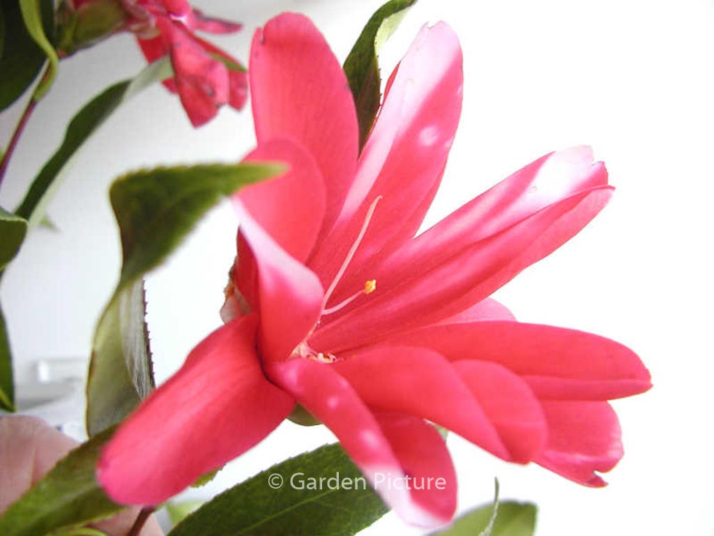 Camellia japonica ‘Kujaku-tsubaki’