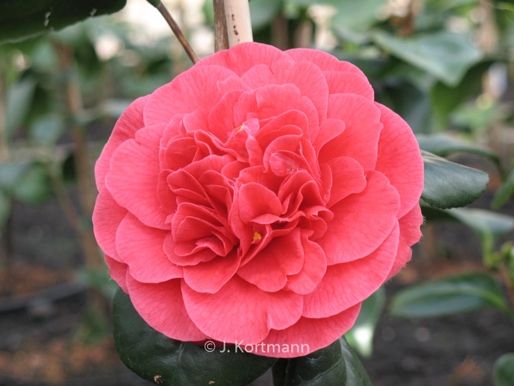 Camellia japonica ‘Lady Campbell’