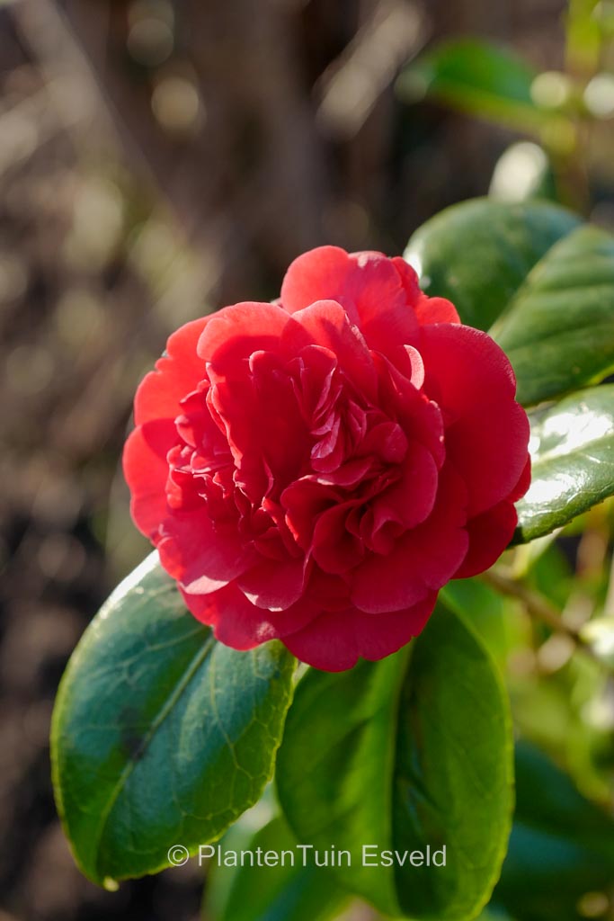 Camellia japonica ‘Little Slam’