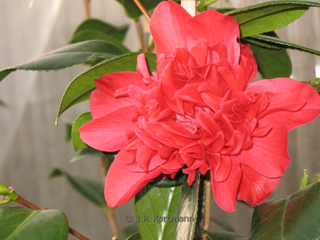 Camellia japonica ‘Mark Alan’