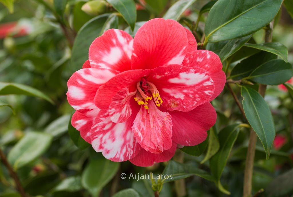 Camellia japonica ‘Masayoshi’