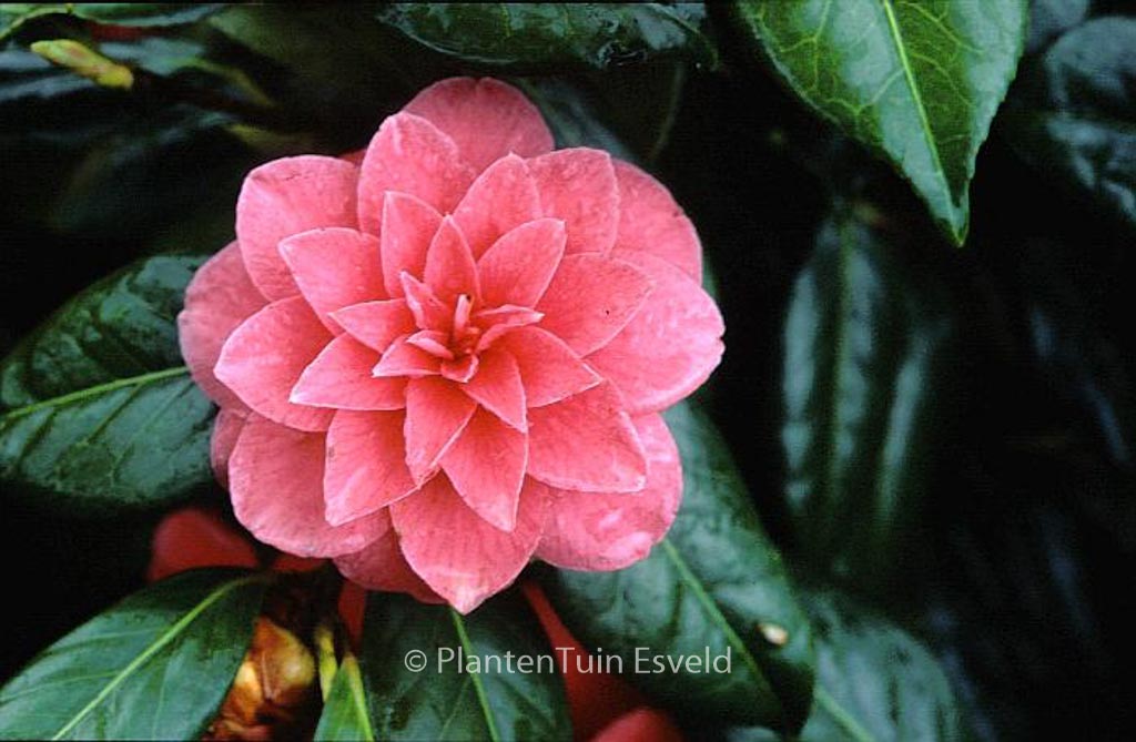 Camellia japonica ‘Mathotiana’