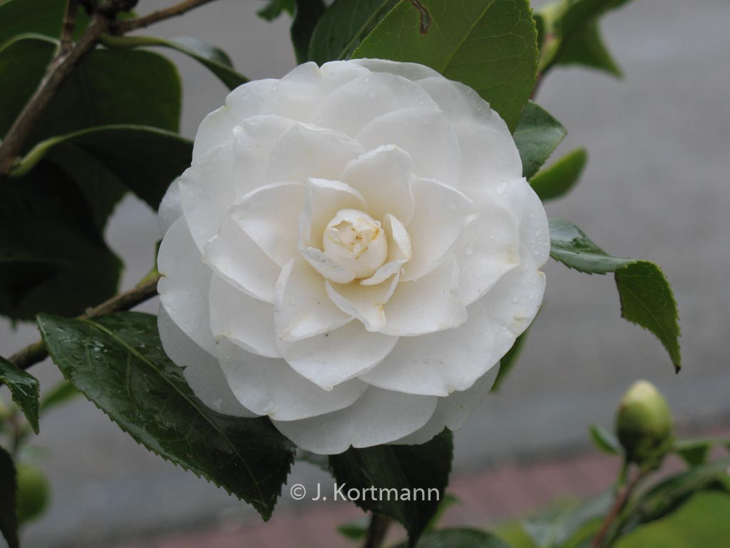 Camellia japonica ‘Nobilissima’