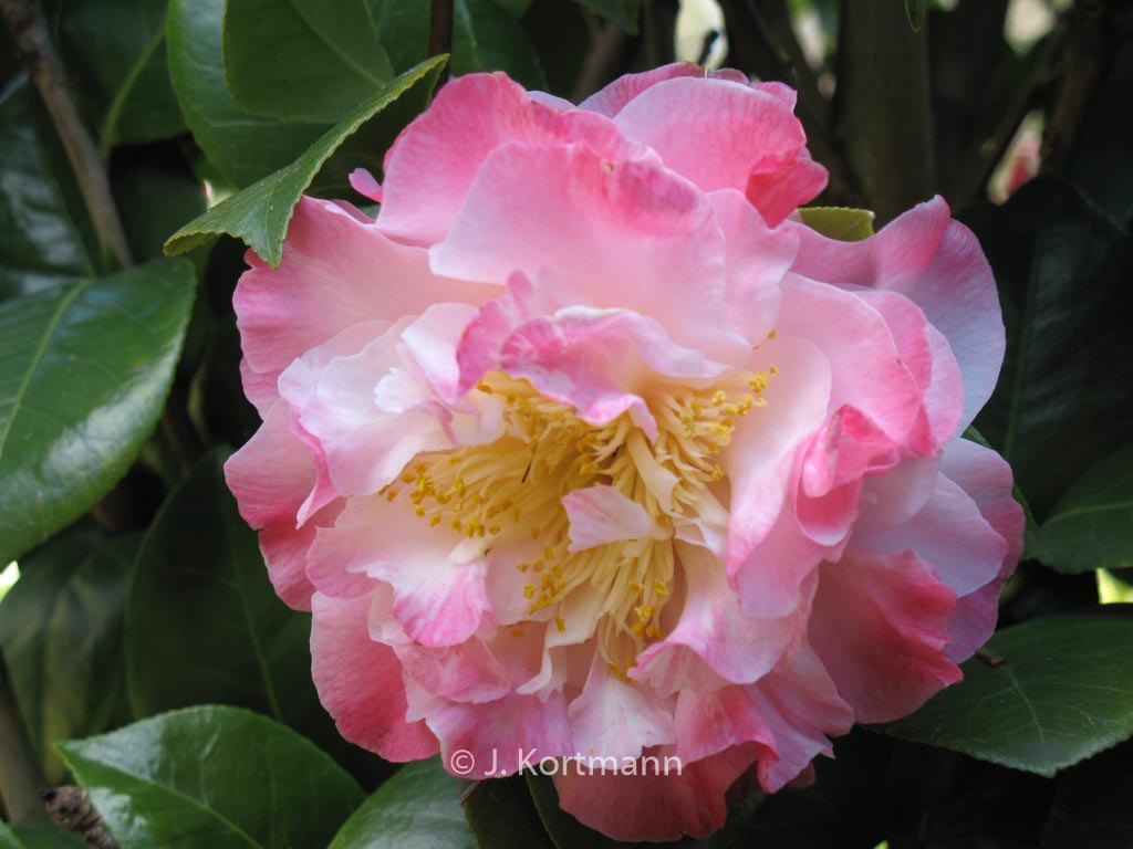 Camellia japonica ‘Nuccio’s Jewel’