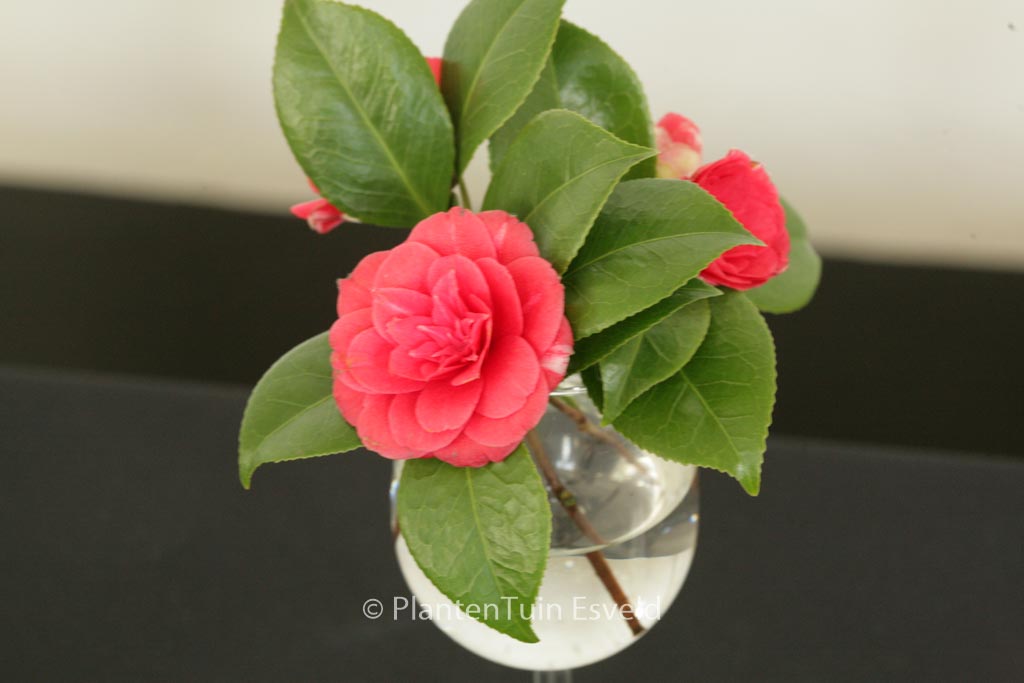 Camellia japonica ‘Orandako’