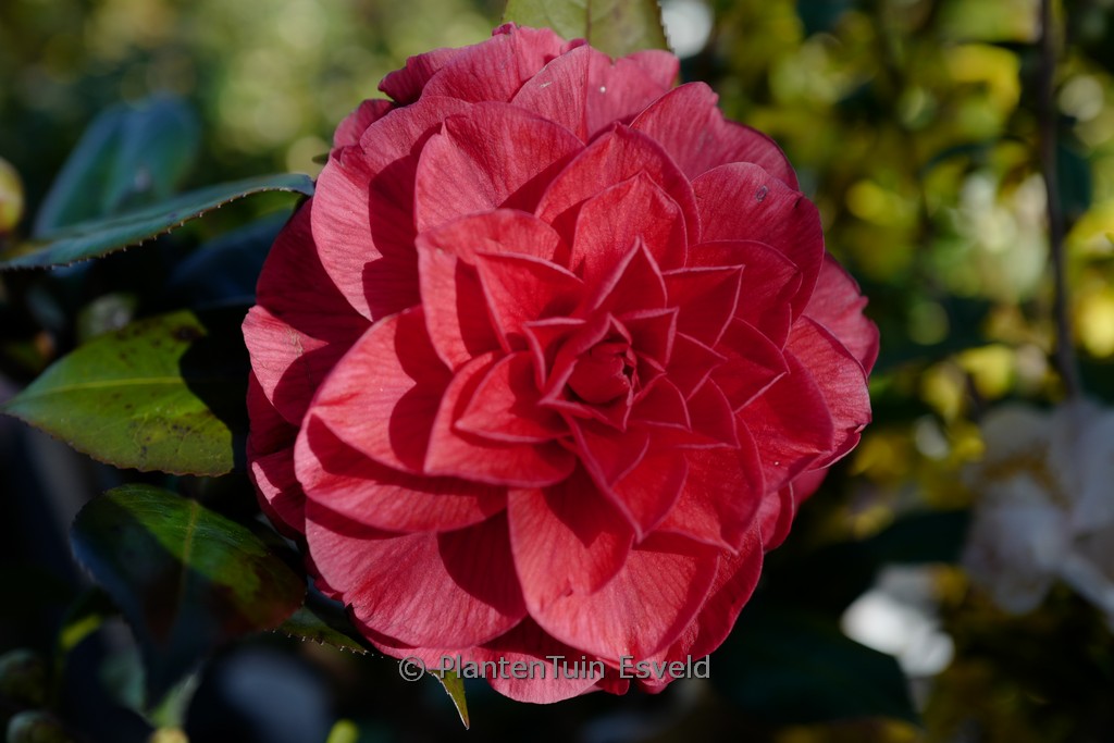 Camellia japonica ‘Plateau’ (Femme Fatale)