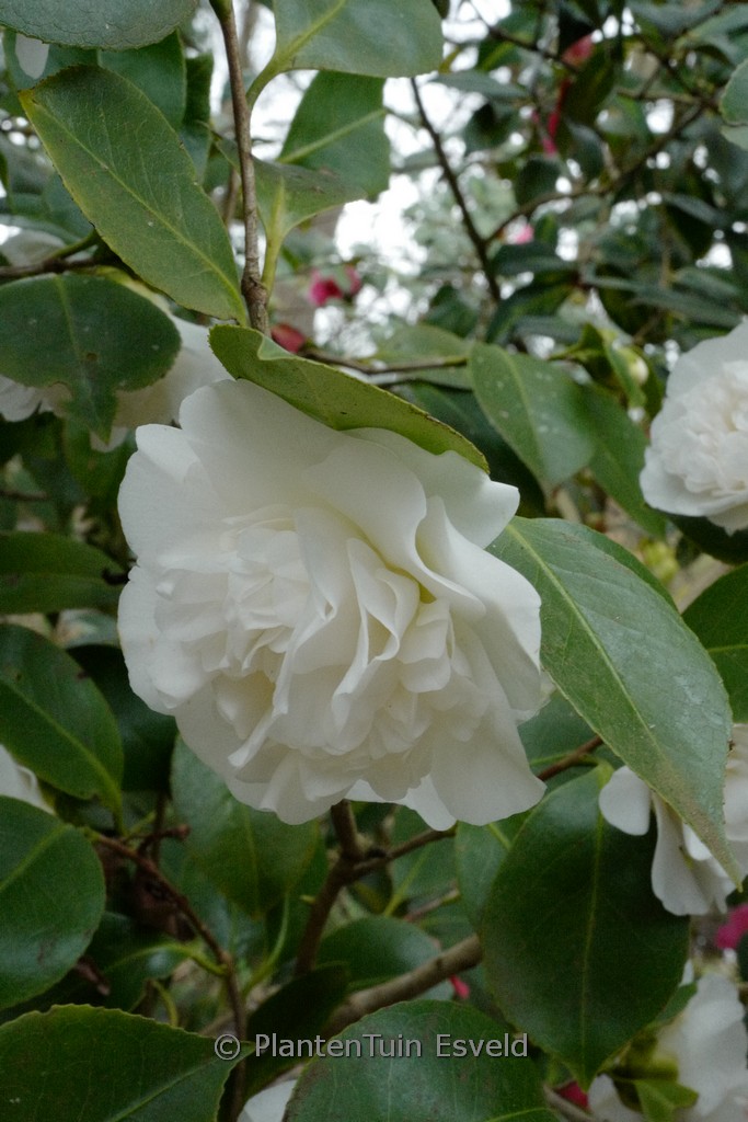 Camellia japonica ‘Powder Puff’