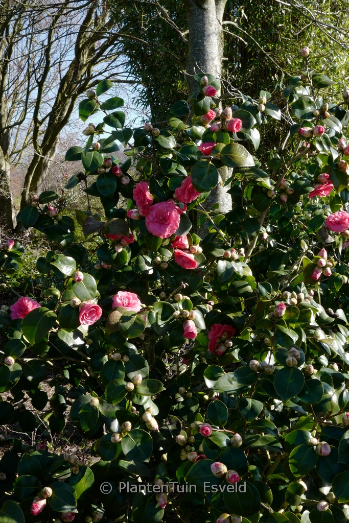 Camellia japonica ‘Rosedale’s Beauty’