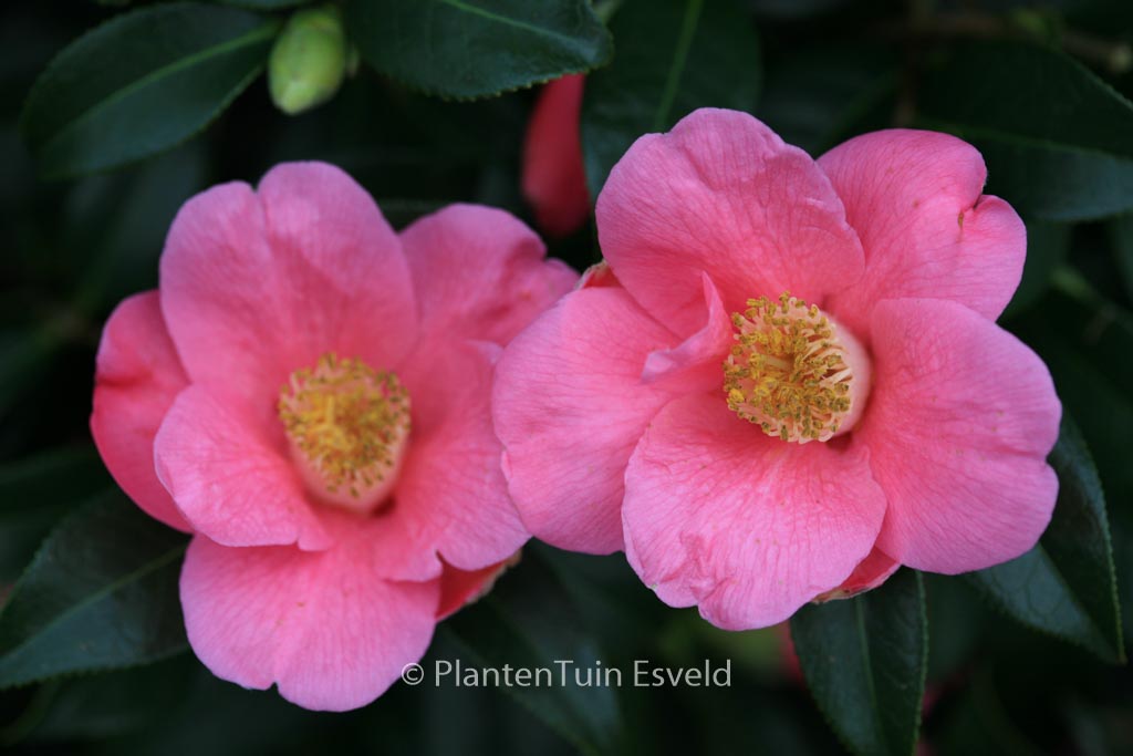 Camellia japonica ‘Rosemary Williams’