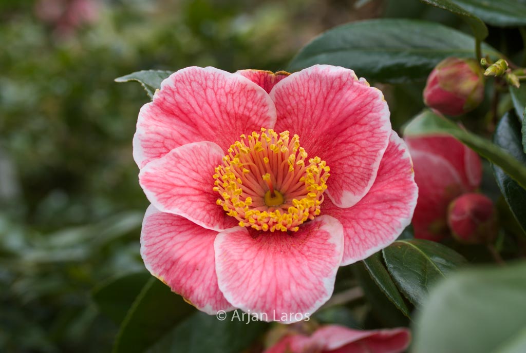 Camellia japonica ‘Sanpei-tsubaki’
