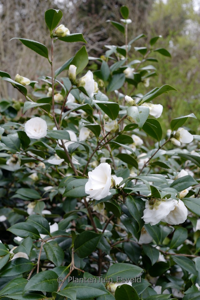 Camellia japonica ‘Shiragiku’