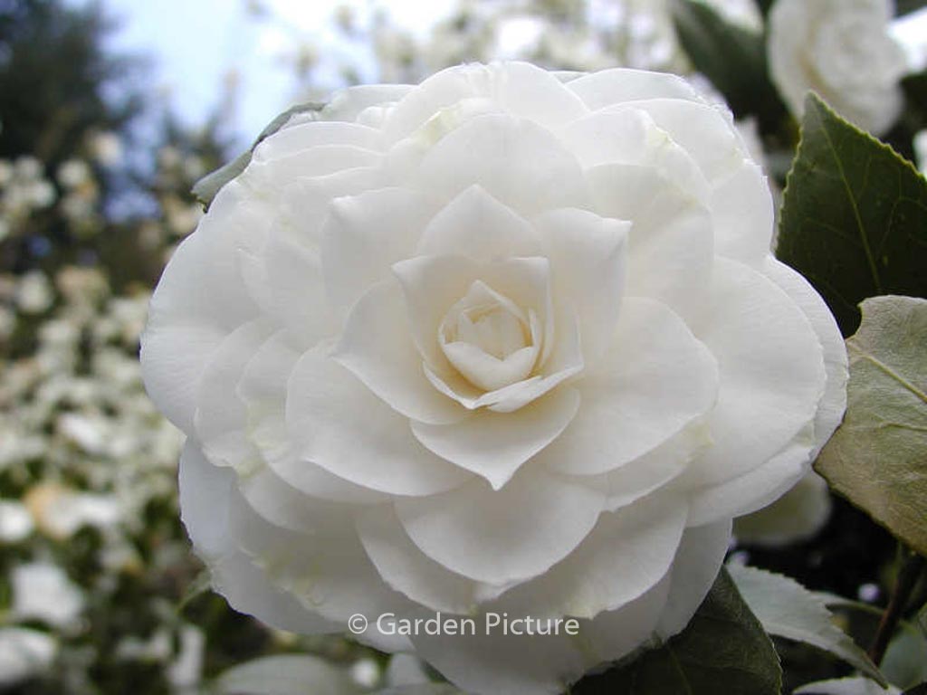 Camellia japonica ‘Snow White’