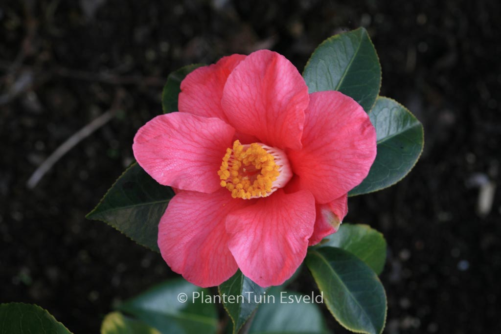 Camellia japonica ‘Spring’s Promise’